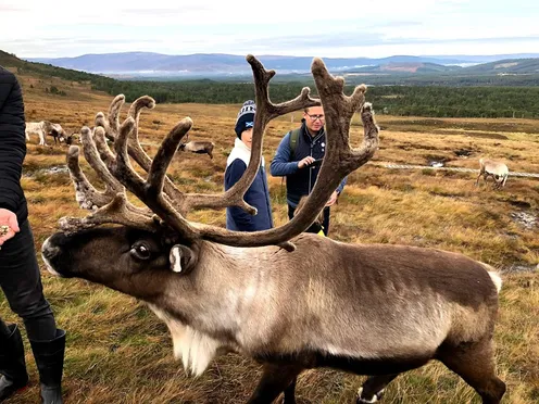 Reindeer Close-up