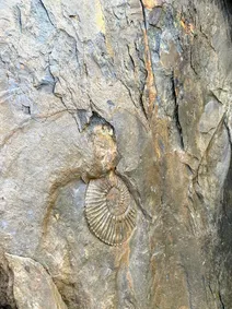 Marine Fossil in Estancia Cristina