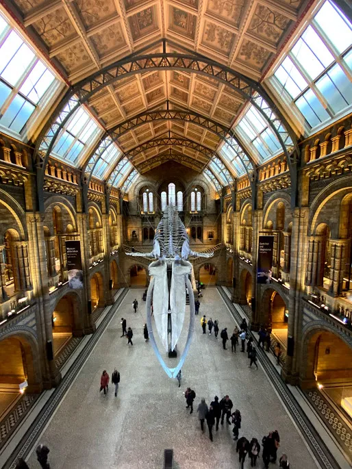 Whale skeleton in London's Natural History Museum