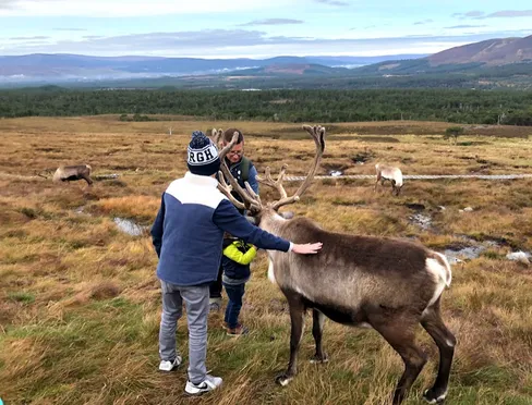 Petting Reindeer