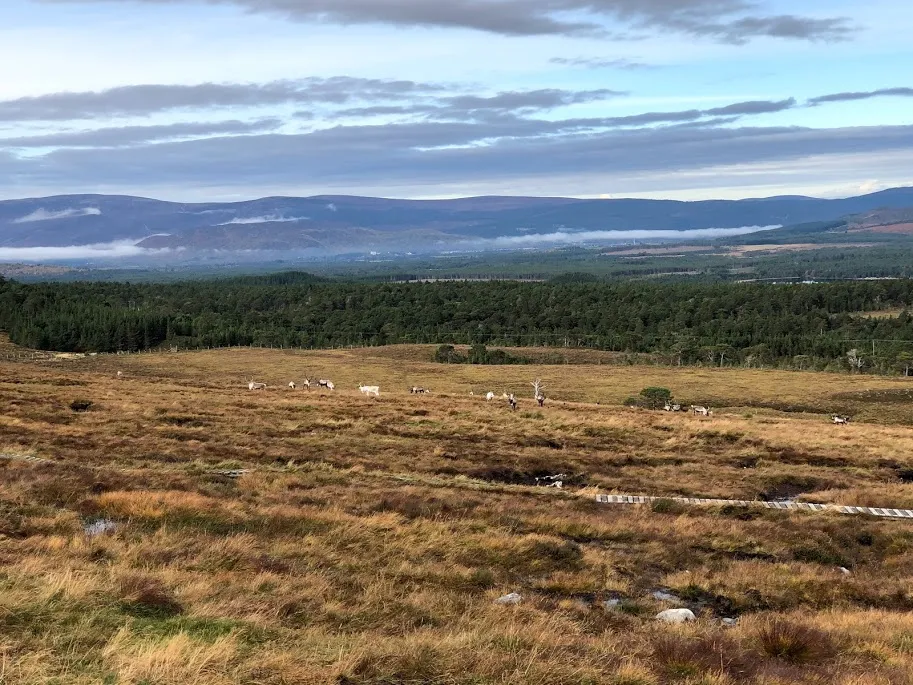 Cairngorm National Park Reindeer Herd