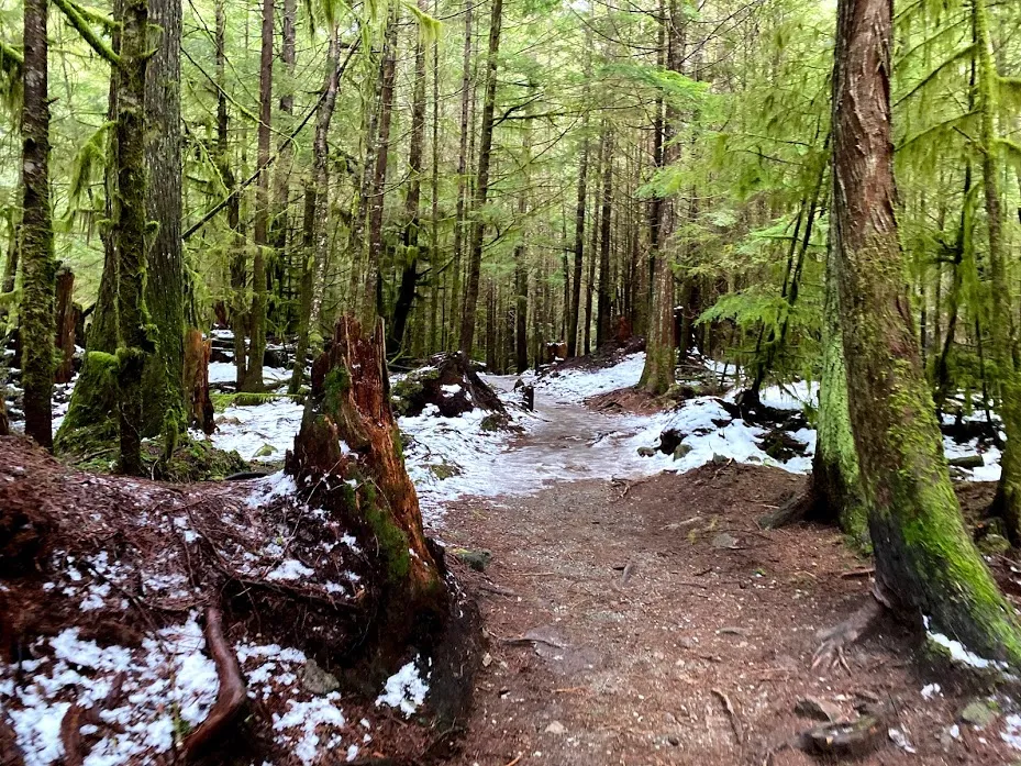 Squamish, BC trees with moss