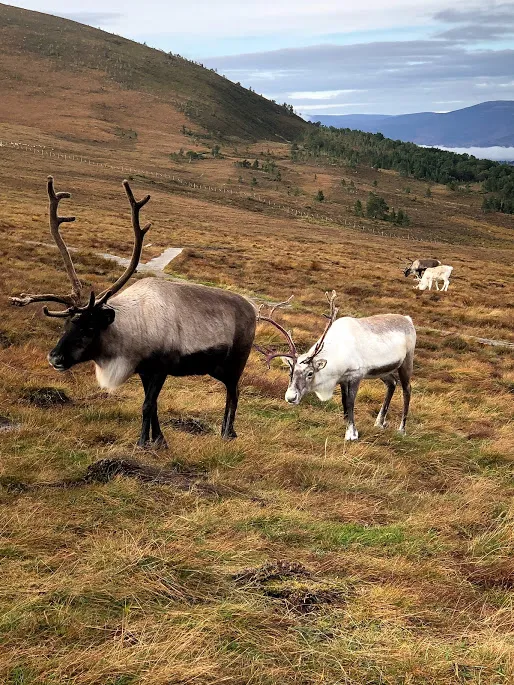 Two Reindeer