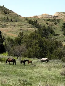 Wild West Horses